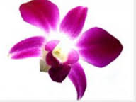 Fleur d'orchidée comestible...